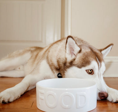 The Advantages of Ceramic Pet Bowls