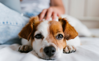 The Fur-ever Bond: The Importance of Spending Quality Time with Your Pet