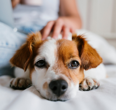 The Fur-ever Bond: The Importance of Spending Quality Time with Your Pet