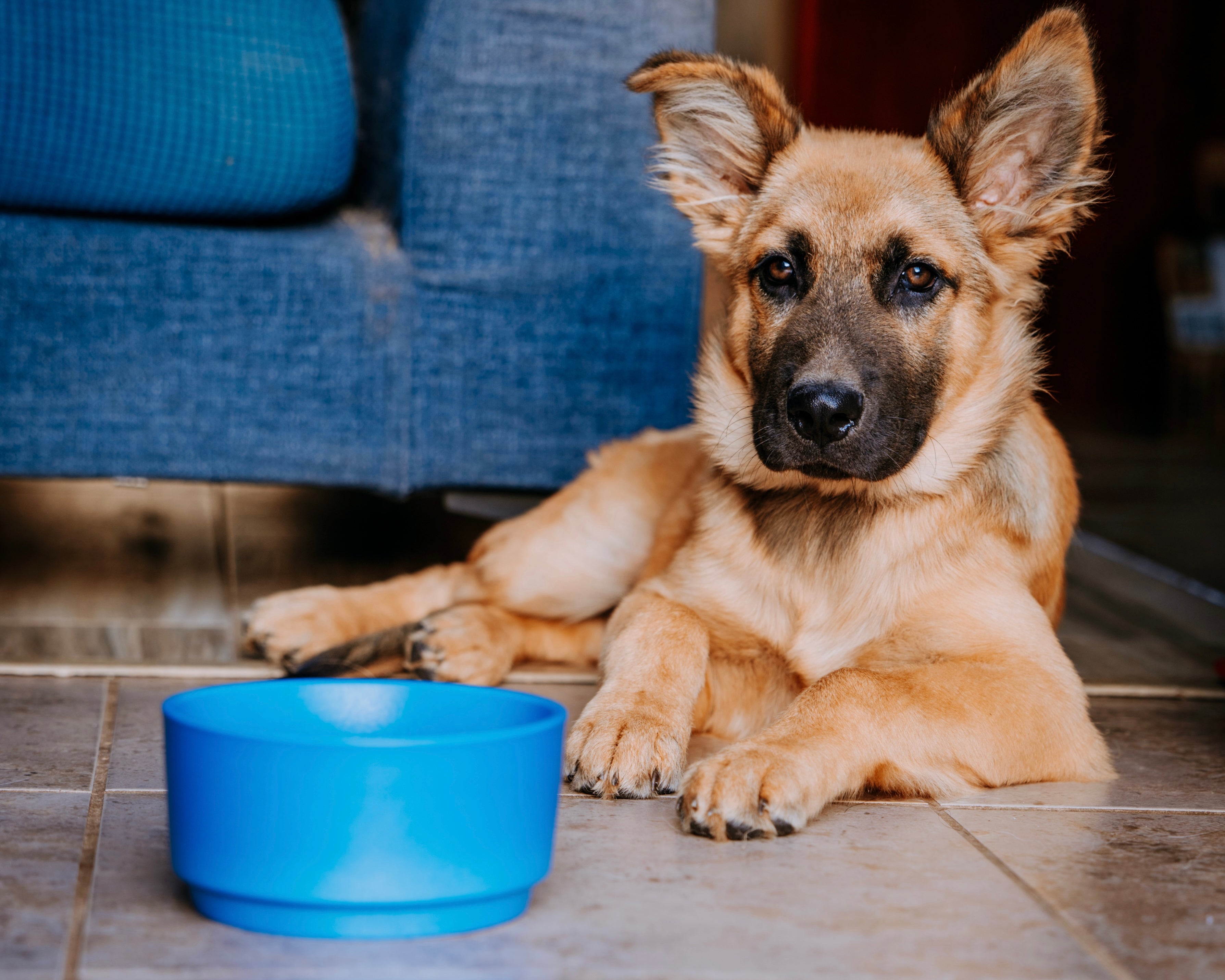 Why I Chose Casa Bowls for My Pet: A Pet Owner's Perspective