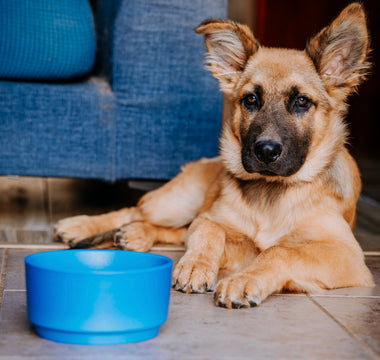 Why I Chose Casa Bowls for My Pet: A Pet Owner's Perspective