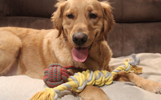 Why Cotton Rope Toys are a Great Choice