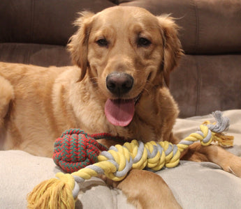 Why Cotton Rope Toys are a Great Choice