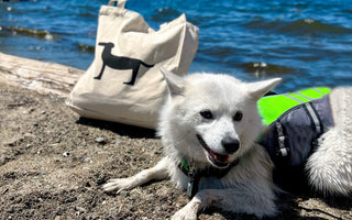Paw-sitively Practical: Park Life Designs' Canvas Tote Bag for Effortless Pet Adventures
